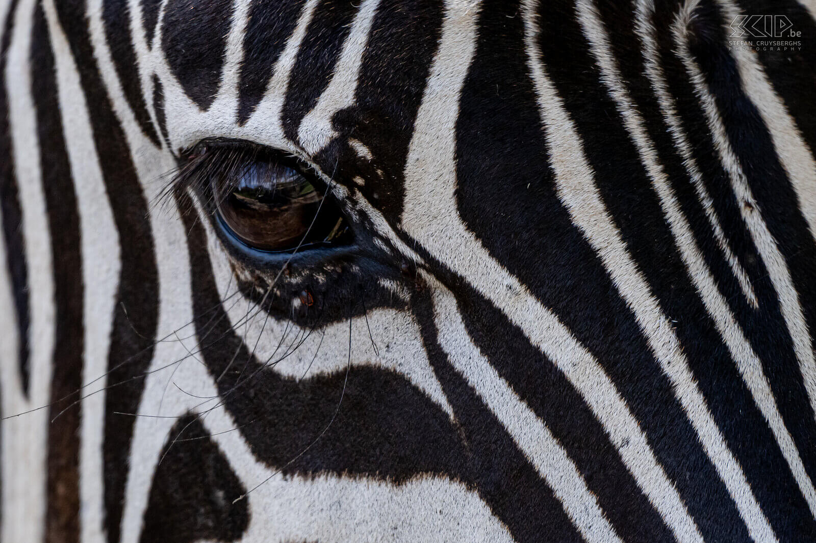 Nakuru NP - Steppezebra Close-up van een steppe zebra in het mooie Nakuru nationaal park rondom het gelijknamige meer Stefan Cruysberghs
